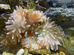 -太平洋海底世界