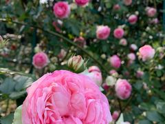 -鹅湖玫瑰文化园