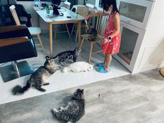 -楼上猫咖(罗湖店)