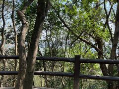 -上海佘山国家森林公园天马山园