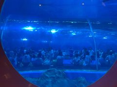 -海合安青岛极地海洋公园