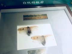 -上海昆虫博物馆