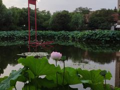 -陈家山荷花公园