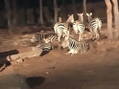 -清迈夜间动物园