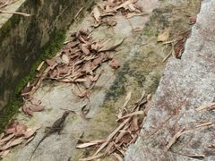 -红山村
