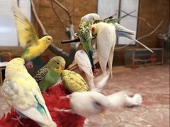 -西霞口神雕山野生动物世界