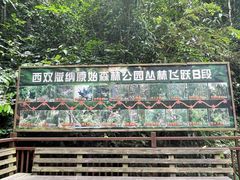 -西双版纳原始森林公园