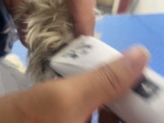 -瑞鹏宠物医院·骨科·猫科·内科(第一中心)