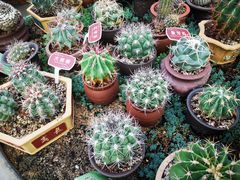 -85度C(厦门中华城新店)