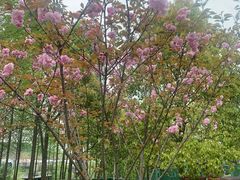 -盐官日光域房车营地·有盐餐厅