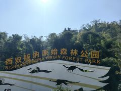 -西双版纳原始森林公园