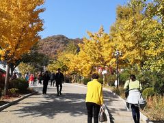 -遵化市禅林寺古银杏风景园