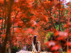 -广州市帽峰山景区