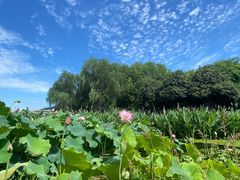 -荷塘月色湿地公园·向阳花洲