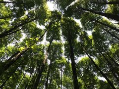 -山王坪喀斯特国家生态公园