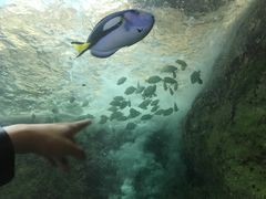 -悉尼海洋生物水族馆