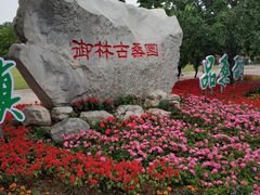 -御林古桑园