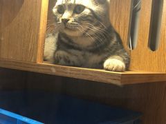 -叮叮猫咪生活馆