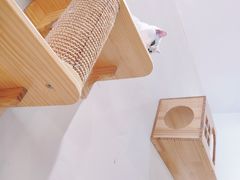 -藏猫猫咖啡主题馆(中央大道店)