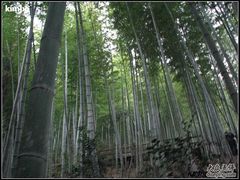 -祁门牯牛降观音堂风景区