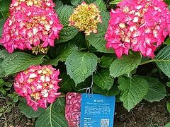 -上海共青森林公园