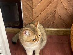 -MOCHA明星猫咖(田子坊店)