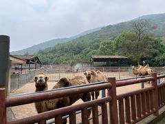 -无锡动物园·太湖欢乐园