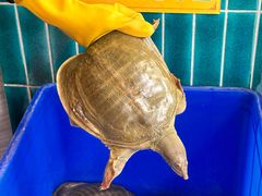 -大圣甲(汉口店)