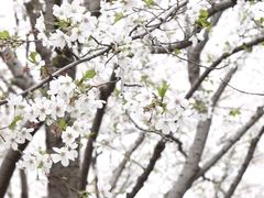 -西北湖绿化广场