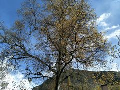 -叠溪松坪沟景区