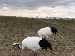 -盐城丹顶鹤湿地生态旅游区