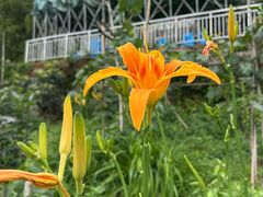 -金水泊山庄·花椒鸡(铁山坪店)