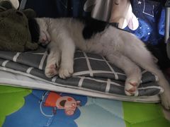 -宠颐生汉谟拉比宠物医院