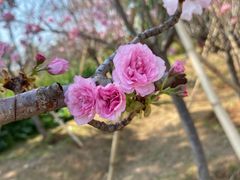 -天适樱花悠乐园