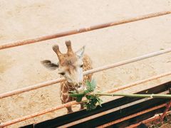 -西霞口神雕山野生动物世界