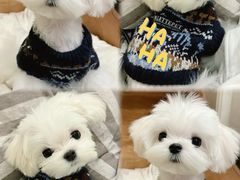 -萌宠之家·腊肠犬·马尔泰·小体犬舍