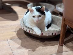 -美联众合动物医院·24h转诊中心
