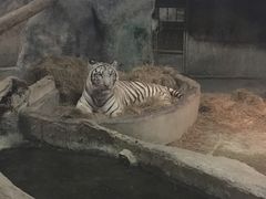 -清迈夜间动物园