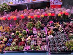 -花鸟鱼虫鲜花绿植市场(玉泉路店)