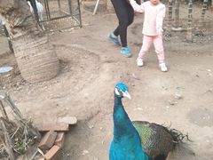 -呀路古热带植物园
