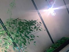 -上海佘山世茂艾美酒店