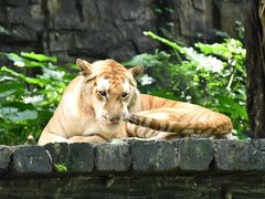 -广州长隆野生动物世界