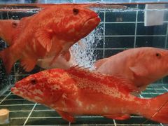 -雍容荟活帝王蟹活龙虾自助(苏宁旗舰店)