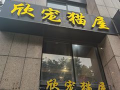 -欣宠猫屋·矮脚拿破仑·蓝金金渐层