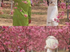 -天适樱花悠乐园