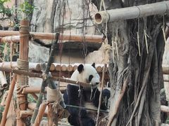 -灵玲国际马戏城