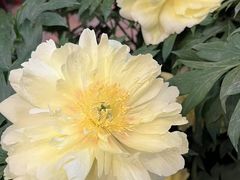 -洛阳郁金香牡丹园