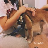 想吃芋圆不巧家里什么材料都有，不就是糖水吗