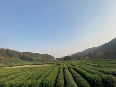 -随意茶庄·地道杭帮农家菜(梅家坞店)