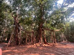 -中国科学院西双版纳热带植物园